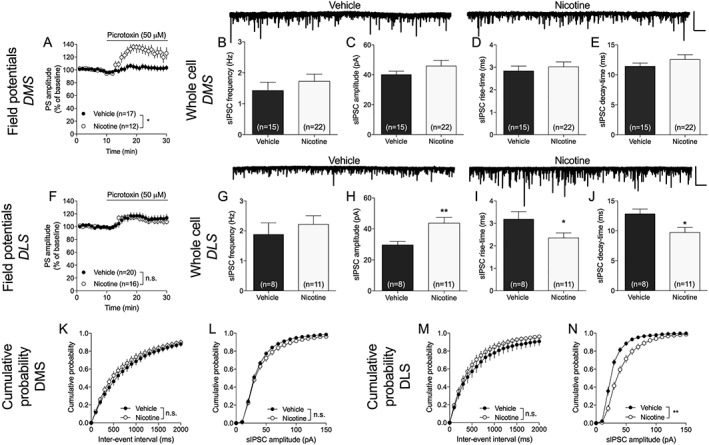 Nicotine elicits a region‐specific modulation of GABAergic neurotransmission. A, Disinhibition induced by the GABAA receptor antagonist picrotoxin was significantly enhanced in the DMS of nicotine‐exposed animals. B‐E, Whole‐cell recordings revealed no treatment effects on recorded sIPSCs in the DMS. Example traces show recorded sIPSCs in vehicle and nicotine‐treated rats. Scale bar is 200 pA and 10 s. F, There was no effect by nicotine treatment on picrotoxin‐induced disinhibition in the DLS. G‐J, In the DLS, recordings performed in brain slices from nicotine‐exposed animals showed an increase in sIPSC amplitude, while rise and decay time was depressed. K‐N, Nicotine had no effect on the cumulative distributions of either event intervals or amplitudes in the DMS, while a significant effect on amplitude was present in the DLS. Example traces show recorded sIPSCs in vehicle‐ and nicotine‐treated rats. Scale bar is 200 pA and 10 s. Data are mean values ± SEM; n = the number of recordings. Individual datasets are based on at least five animals/treatment group. DLS, dorsolateral striatum; DMS, dorsomedial striatum; SEM, standard error of the mean; sIPSC, spontaneous inhibitory postsynaptic current