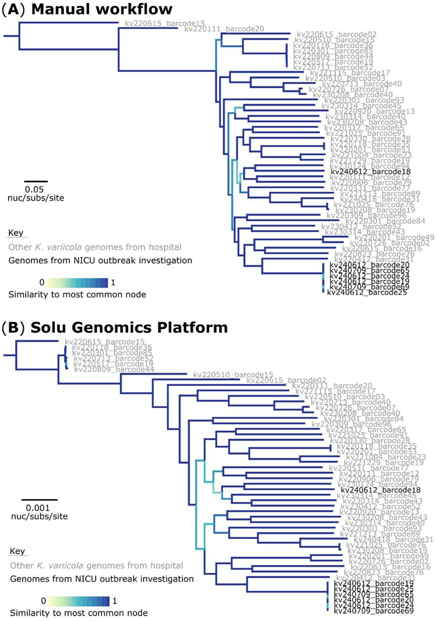 Comparison of sequencing analysis workflows for the Klebsiella variicola outbreak. (A) Maximum likelihood generated from our established workflow. The phylogeny was inferred from 182,753 core-genome single-nucleotide variants (SNVs) from 50 assembled genomes. SNVs were derived from a core-genome alignment of 4,331,140 bp and are called against the 5,500,654 bp chromosome of sample kv240612_barcode19 (GenBank: CP165787). (B) Maximum likelihood generated from the Solu Genomics cloud-based platform (reference free). The phylogeny was inferred from 87,600 core-genome SNVs from 50 assembled genomes. The multiple sequence alignment was 3,327,801 bp in length. The trees are rooted to the actual root by K. variicola sequence type (ST)3081 (sample: kv220615_barcode15; SRA: SRR30085197).