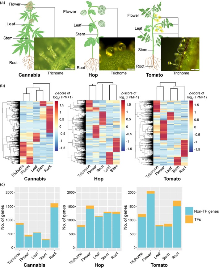 Organ‐specific genes identified by RNA‐Seq.(a) Schematic of the organ types used for RNA‐seq of cannabis, hop and tomato. Scale bar = 200 μm.(b) Heatmaps showing expression of organ‐specific genes (red: high expression; blue: low expression) across species. Z‐score of log2‐normalised transcript per million (TPM) mapped reads was used to construct the heatmaps.(c) The number of organ‐specific genes, including transcription factors (TFs), identified in cannabis, hop and tomato.