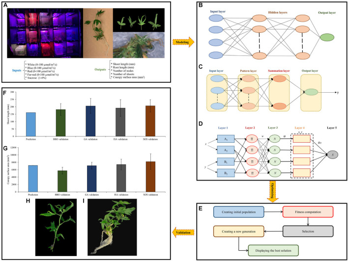 Step-by-step methodology of the current study, including (A) data obtained, (B–D) data modeling through multilayer perceptron (MLP), generalized regression neural networks (GRNN), and adaptive neuro-fuzzy inference system (ANFIS), respectively, (E) main steps of optimization process through different optimization algorithms, (F,G) results of the validation experiment for shoot growth and canopy surface area, respectively, and (H,I) shoot growth and canopy surface area obtained from symbiotic organisms search (SOS).