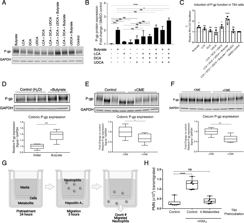 Butyrate and secondary bile acids induce P-gp to limit neutrophil transmigration across the epithelium. A–C T84 cells incubated with 5 mM butyrate, 50 μM LCA, 50 μM DCA, and/or 50 μM UDCA for 24 h. A Representative western blot showing P-gp expression in lysates. B Densitometry data describe samples pooled from at least two independent experiments; *p = 0.0199, ***p = 0.0002, ****p < 0.0001, one-way ANOVA with Tukey’s multiple comparisons test. C T84 cells were treated as in A, B, prior to measurement of Rho123 retention. Data reflect inverse of geometric mean of Rho123 fluorescence intensity. Data describe samples pooled from at least two independent experiments; *p < 0.05, ****p < 0.0001, one-way ANOVA with Dunnett’s multiple comparisons test of each sample compared to DMSO control. D WT germ-free mice were delivered butyrate orally for 14 days. P-gp protein expression was measured in colonic tissue by western blot. Representative western blot is shown, each lane representing a replicate mouse within each group. Densitometry data describe samples pooled from two independent experiments; N = 6–7 mice per group; ***p = 0.0004, unpaired t test. E, F WT SPF mice were delivered cholestyramine (CME) in mouse chow for 14 days. P-gp protein expression was measured by western blot in colon tissue (E) or cecum tissue (F). E, F Representative western blot is shown, each lane representing a replicate mouse within each group. Densitometry shown relative to control group without cholestyramine. Data describe samples pooled from two independent experiments. N = 8 mice per group. E *p = 0.0237, unpaired t test. F ***p = 0.0009, unpaired t test. G Schematic of neutrophil migration experiment (BioRender). T84 cells seeded on the bottom-facing surface of Transwell® plates were preincubated with metabolites for 24 h. Primary neutrophils were added to the top (basolateral) compartment, purified HXA3 was added to the bottom (apical) compartment, and the number of primary neutrophils that migrated across the T84 cell monolayer were quantitated. H T84 cells seeded as in G were incubated with butyrate, LCA, DCA, and/or UDCA as in A–C. Migration of primary neutrophils across this cell monolayer to HXA3 in the apical compartment was quantified. Data shown indicate individual replicate wells and are representative of at least three independent experiments; ****p < 0.0001, ns p > 0.05, one-way ANOVA with Tukey’s multiple comparisons test