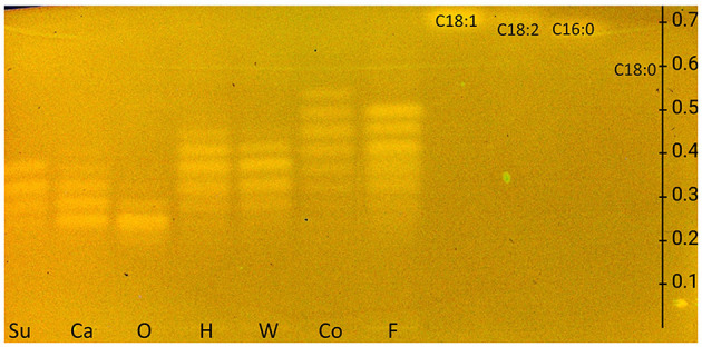 HPTLC RP-18 chromatogram of triacylglycerols in sunflower (Su), canola (Ca), olive (O), hemp (H), walnut (W), coconut (Co), and flaxseed (F) oils and fatty acid standards of oleic acid (C18:1), linoleic acid (C18:2), palmitic acid (C16:0), and stearic acid (C18:0), all 10 μg/band each, developed with dichloromethane/acetic acid/acetone 2:4:5 (V/V/V) up to 80 mm, detected at FLD 366 nm after the application of the rhodamine 6G reagent and copper sulfate phosphoric acid reagent (for comparison in Supplementary Figure S5, chromatogram with rhodamine 6G reagent only).