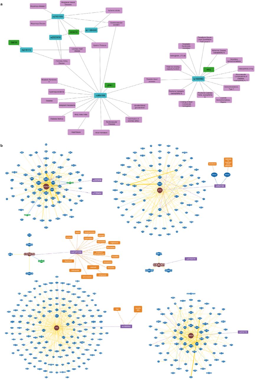 (a) Network visualization of the zero-part SNPs and their association with diseases according to DisGeNET database. The disease annotations, the SNPs, and the genes corresponding to the SNPs are depicted in purple, blue, and green round rectangles, respectively. The network was constructed using Cytoscape tool. (b) Gene-gene interaction network of the genes associated with the zero-part SNPs and their interaction genes, as retrieved by BioGRID database. The genes associated with the zero-part SNPs and their interaction genes are depicted in round red and blue shapes, respectively, while the SNPs in purple rectangles. Larger node sizes indicate higher connectivity, while thicker edge sizes represent stronger evidence supporting the association. Drugs associated with the SNPs, according to PharmGKB variant annotations, are depicted in orange round rectangle shapes, and the chemical interactions of the genes, according to BioGRID database, are shown in green round shapes.