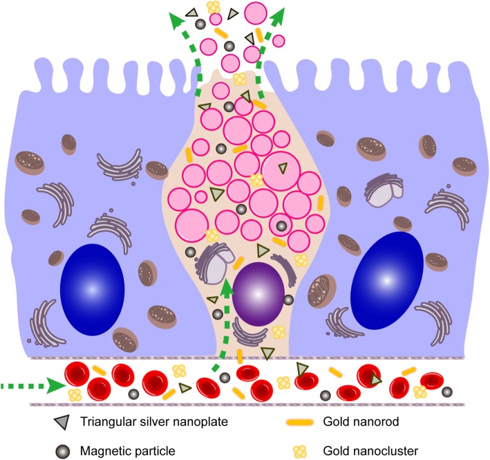 The intestinal GCs excretion pathway of nanoparticles