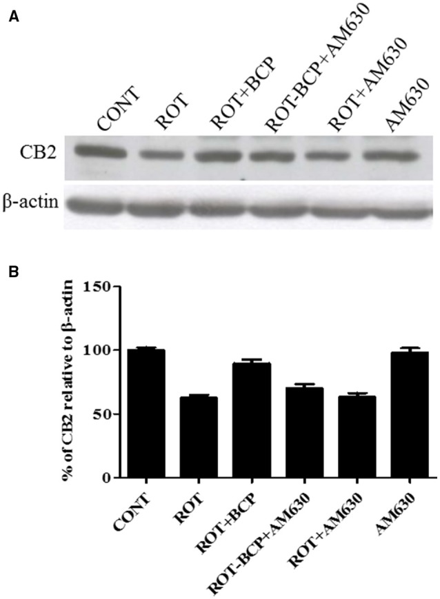 The expression level of cannabinoid receptor 2 (CB2) measured by western blot in the striatum. (A) The western blot showing CB2 expression. (B) CB2 expression was decreased in the ROT group as compared to the CONT group rats. However, BCP supplementation of ROT injected rats showed increased expression of CB2 receptors. Selective antagonist of CB2 receptors, AM630 administration prior to BCP supplementation decreased the expression of CB2 receptors. AM630 administration to ROT injected rats has not shown any noticeable difference in the expression of CB2. Finally, AM630 alone had no effect on the level of CB2 expression as compared to control rats. Values are expressed as percent (%) mean ± SEM (n = 3).