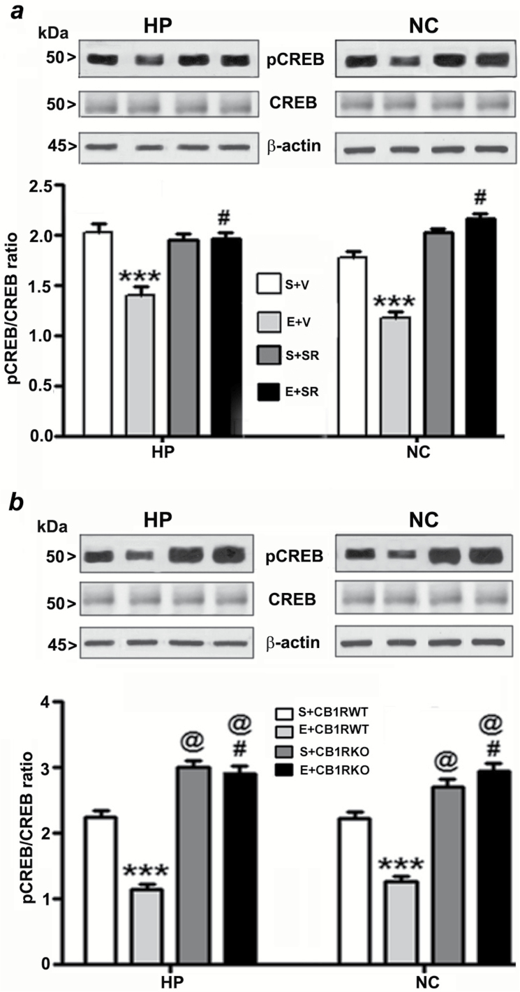 Pharmacological blockade or genetic ablation of CB1Rs provides protection against ethanol-induced inhibition of CREB phosphorylation in the neonatal mouse brain. (a) Hippocampal and neocortical nuclear extracts from the four treatment groups (S+V, E+V, S+SR, and E+ SR) were subjected to Western blot to analyze the levels of pCREB and CREB (n = 10 pups/group; ***p < 0.001 vs. S+V; #p < 0.001 vs. E+V). (b) Additional Western blot analyses were performed to determine the levels of pCREB and CREB in the hippocampal and cortical nuclear extracts obtained from the saline and ethanol-treated P7 CB1RWT and KO mice. The representative blots are shown for the hippocampal and cortical nuclear extracts (n = 10 pups/group; ***p < 0.001 vs. S+CB1RWT; #p < 0.001 vs. E+ CB1RWT; @p < 0.001 vs. S+CB1RWT). β-actin was used as a loading control. Two-way ANOVA with Bonferroni’s post hoc tests was used for statistical analysis. Each point is the mean ± SEM. HP, hippocampus; NC, neocortex.