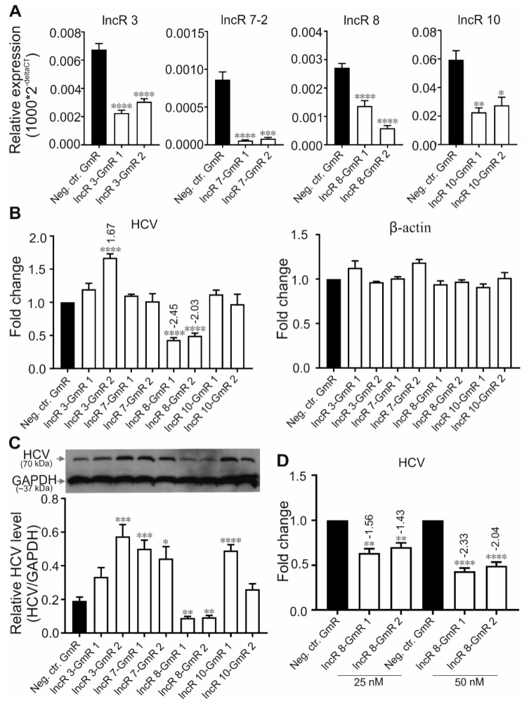 Suppression of lncR 8 inhibits HCV replication. (A)The efficiency of GmRs suppressing lncRs 3, 7-2, 8, and 10 was determined by qRT-PCR in Huh-7.5 cells. One day prior to HCV treatment, GmRs targeting lncRNA candidates and Neg. ctr.GmR were transfected in Huh-7.5 cells. Cells were collected at 48 h post HCV transfection. qRT-PCR data of targeted genes was normalized to GAPDH. The data are shown as the mean ± SEM of at least three independent experiments. * p≤ 0.05, ** p ≤ 0.01, *** p ≤ 0.001, and **** p ≤ 0.0001.HCV RNA and protein level after GmR treatment were detected by qRT-PCR (B) and western blotting (C). HCV RNA level after different concentration of lncR 8-GmR treatment was detected by qRT-PCR (D). qRT-PCR data of HCV RNA in (B) was normalized to GAPDH. Another housekeeping gene β-actin was used as a negative control. Altered HCV level with significance are marked with numbers at the top of the bar. The numbers indicate fold changes of HCV RNA expression after GmRs treatment, where positive numbers mean upregulation, negative numbers mean downregulation. The upper panel in (C) is representative western blot of HCV NS3 protein. The lower panel is the quantification of protein bands from western blot was performed by using Image J (NIH). IntDen ratio of each NS3 band relative to each GAPDH band was presented. The data are shown as the mean ± SEM of at least three independent experiments.