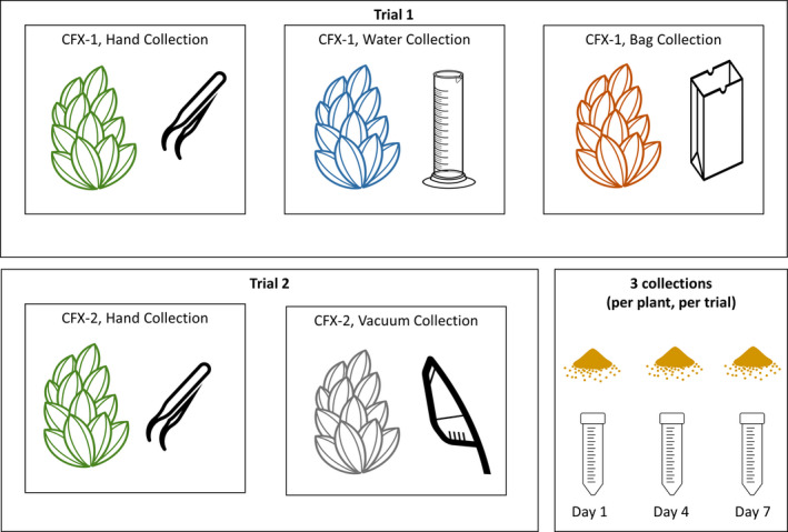 Experimental design across two trials, using two hemp genotypes (CFX‐1, CFX‐2). Icons were openly shared on The Noun Project (https://thenounproject.com) by the following artists: inflorescences, Olena Panasovska; graduated cylinder, Victoria Codes; paper bag, Ryan Spiering; tweezers, Phuong Hung; vacuum, Daniel Luft; pollen, Michael G. Brown.