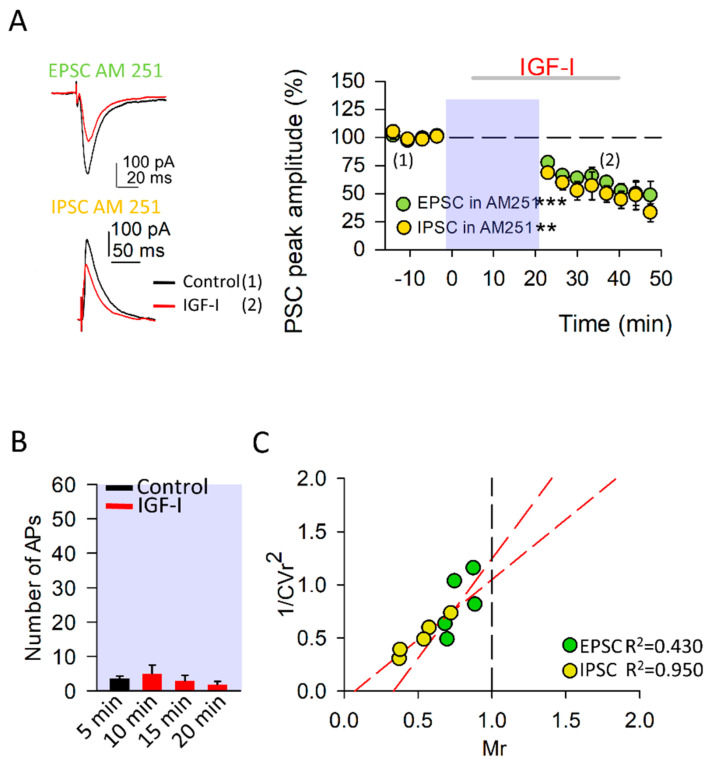 The endocannabinoids switch the IGF-I mediated synaptic plasticity at excitatory synapses. (A) Left, Representative EPSC (at −60 mV) and IPSC (at 0 mV) recorded from layer II/III pyramidal neurons before (black traces (1)) and after IGF-I application (red traces (2)) in the presence of the CB1R antagonist AM-251 (10 µM). Right, Time course of IGF-I effects on EPSCs (green circles; AM251 vs. AM251 + IGF-I, n = 5, *** p < 0.001) and IPSCs (yellow circles; AM251 vs. AM251 + IGF-I, n = 5, ** p < 0.01) in the presence of AM-251. IGF-I was applied for 35 min, after the recording of a 5-min stable baseline. (B) Number of action potentials during the baseline (control, black bar) and after 5, 10, and 15 minutes of starting IGF-I application (red bars; AM251 vs. AM251 + IGF-I, n = 5 p = 0.566). (C) Plots of variance (1/CVr2) as a function of normalized mean peak EPSC (green circles; n = 5 same A) or ISPC (yellow circles; n = 5 same A) amplitude values (Mr) obtained 30 min after IGF-I application in the presence of 10 µM AM-251.