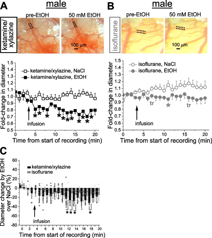 Alcohol effect on pial arteriole diameter under different anesthetics in male rats. A Averaged fold-change in male pial arteriole diameter as a function of time following carotid artery infusion of 0.9% NaCl (saline) under KX anesthesia (n = 8) or 50 mM EtOH under KX (n = 10). Asterisks (*) reflect statistically significant difference between saline and 50 mM EtOH groups with 0.0119 ≤ p ≤ 0.046 by 1-tail Mann–Whitney test. For each group here and in Figs. 6B, 7A-B, 2A-B, 3A-B, 4A-B, and 5A-B, data from individual rats were normalized to their respective arteriole diameter at the beginning of diameter monitoring. For visual clarity, in all aforementioned panels, data are presented as mean ± S.E. Here and in B, inserts are of representative cranial window images from male rats showing vasoconstriction by 50 mM EtOH under KX versus isoflurane anesthesia. B Averaged fold-change in male pial arteriole diameter as a function of time following carotid artery infusion of 0.9% NaCl under isoflurane (n = 6), and 50 mM EtOH under isoflurane (n = 6). Asterisk reflects statistically significant difference with p = 0.02 by 1-tail Mann–Whitney test. tr: statistical trend with 0.05 ≤ p ≤ 0.10 by 1-tail Mann–Whitney test. C Scattered graph showing EtOH effect on male pial cerebral arteriole diameter in male rats under ketamine versus isoflurane anesthesia. Each datapoint within each group was normalized to averaged effect of 0.9% NaCl at the same time-point within respective group. Asterisks depict statistically significant differences with 0.0179 ≤ p ≤ 0.0411 by 1-tail Mann–Whitney test