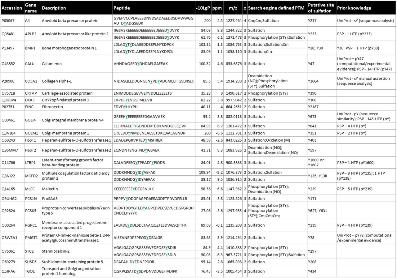 Confidently identified sY-peptides from a HEK293 cellular secretome.Detailed are the accession number, gene name, protein description, peptide sequence, -10LogP score, Δppm from theoretical m/z, the observed m/z, charge state (z) and identified PTMs as determined by the search engine. Listed is a concatenated version of all modified peptide identifications, maintaining only the highest - 10LogP score peptide for a unique sY-site. Predicted (acidic) sY-site is highlighted. Cm – carbamidomethylation. All predicted sY sites were searched for prior annotation as being either phosphorylated or sulfated in UniProt and the PhosphositePlus (PSP) database [accessed July 2023]; HTP – details the number of times phosphorylation was reported in PSP in a high throughput study.