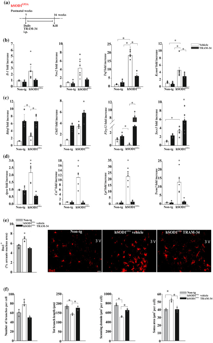 KCa3.1 channels modulate hypothalamic microglia in hSOD1G93A. (a) Experimental scheme. (b,c) RT‐PCR analyses of the relative expression level of (b) pro‐inflammatory (top) and (c) anti‐inflammatory (bottom) genes in CD11b+ cells isolated from the hypothalamus of non‐tg or hSOD1G93A mice (16 weeks) treated with vehicle or TRAM‐34; (n = 6 mice). Data are mean ± SEM. * P < 0.05 one‐way ANOVA. (d) RT‐PCR analyses of the relative expression level of neurodegeneration‐associated genes in CD11b+ cells isolated from the hypothalamus of non‐tg or hSOD1G93A mice (16 weeks) treated with vehicle or TRAM‐34; (n = 5 mice). Data are mean ± SEM. * P < 0.05, one‐way ANOVA. (e) Mean (±SEM) area of Iba1+ cells (expressed as % of hypothalamic arcuate nucleus (ARC) area) in non‐tg or hSOD1G93A mice (16 weeks) treated with vehicle or TRAM‐34. Mice were randomised to three groups (n = 5 per group). * P < 0.05, one‐way ANOVA. Right: representative immunofluorescence images. Scale bar: 20 μm. (f) Quantification of branch numbers and length, soma and scanning domain area of Iba1+ cells in slices obtained from the hypothalamic ARC of non‐tg and hSOD1G93A mice (16 weeks) treated with vehicle or TRAM‐34. Bottom: representative images (original magnification, ×600; scale bar: 10 μm) (n = 5 mice per treatment, 20 cells per mice in at least six slices). * P < 0.05, one‐way ANOVA. Error bars show mean ± SEM