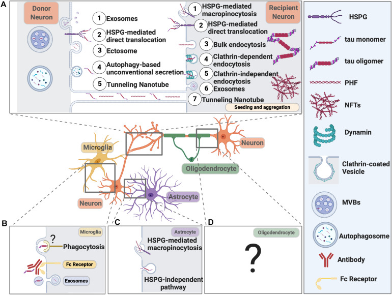 Pathways Mediating Pathological Tau Release and Uptake in Neurons and Glial Cells. (A) Neurons release pathological tau through the following pathways: (1) Exosomes; (2) HSPG-mediated direct translocation; (3) Ectosome; (4) Autophagy-based unconventional secretion; (5) Tunneling nanotube. Neurons can internalize pathological tau through the following pathways: (1) HSPG-mediated macropinocytosis; (2) HSPG-mediated direct translocation; (3) Bulk endocytosis; (4) Clathrin-dependent endocytosis; (5) Clathrin-independent endocytosis; (6) Exosomes; (7) Tunneling Nanotube. (B) Microglial cells internalize tau through exosome and phagocytosis. Microglia can also take up antibody-bound tau fibrils. Internalized tau can be degraded or packaged into exosomes and propagate. The receptor on the microglial cell surface that recognizes pathological tau is yet to be defined. (C) Astrocytes take up tau fibrils through HSPG-mediated macropinocytosis and tau monomers through an HSPG-independent pathway that needs further investigation. (D) The molecular pathways responsible for tau uptake in oligodendrocytes remain elusive.