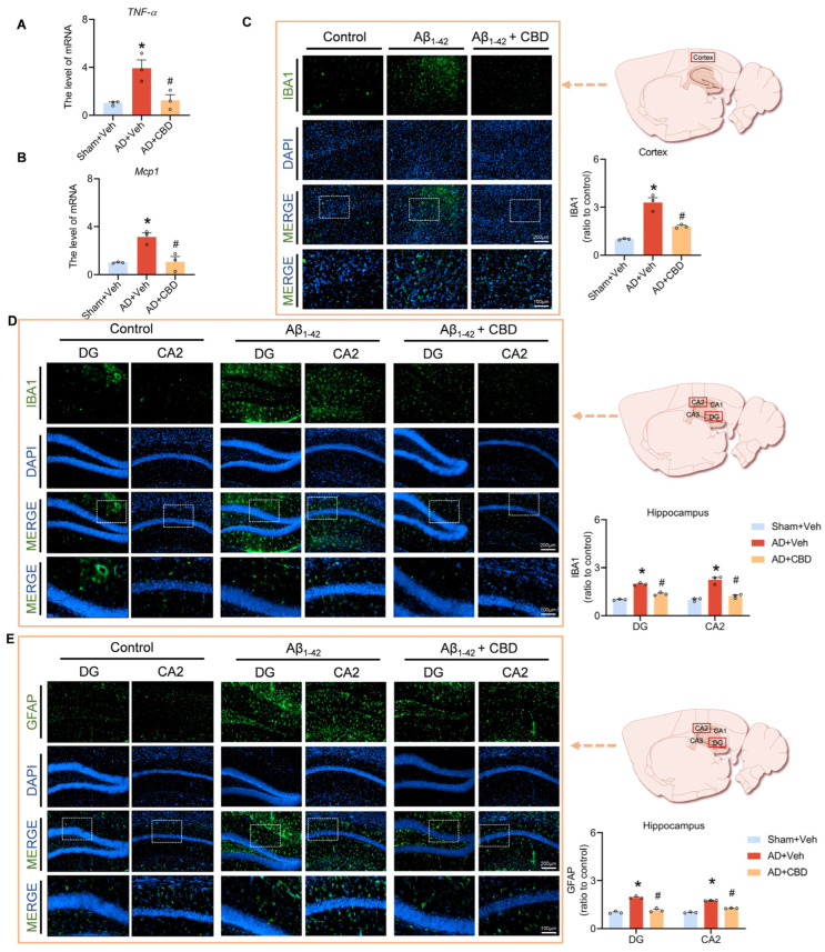 CBD’s modulation of inflammatory responses in Aβ1–42-induced mice. (A) Quantified image showing the mRNA expression level of TNF-α. (B) Quantified image showing the mRNA expression level of MCP1. (C) Representative fluorescence micrographs showing IBA1 expression in the cortex (scale bar: 200 μm) and quantification of the total number of IBA1+ cells in the cortex. (D) Representative fluorescence micrographs showing IBA1 expression in the DG and CA2 regions of the hippocampus (scale bar: 200 μm) and quantification of the total number of IBA1+ cells. (E) Representative fluorescence micrographs showing GFAP expression in the DG and CA2 regions of the hippocampus (scale bar: 200 μm) and quantification of the total number of GFAP+ cells. Data are shown as mean ± SEM (n = 3). * p < 0.05 vs. sham + Veh group; # p < 0.05 vs. AD + Veh group.