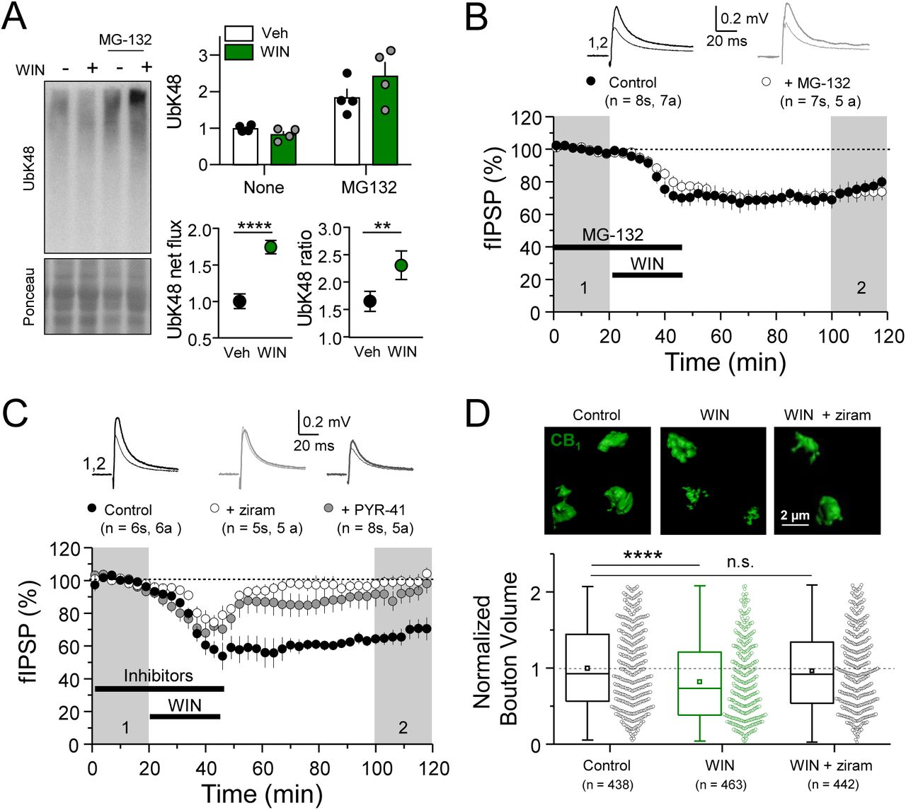 CB1-iLTD requires ubiquitination, but not degradation by the proteasomeA. Left, representative Western blot images of K48 polyubiquitin in hippocampal slices treated with Veh v. WIN or Veh v. WIN and MG-132. Right, top: Levels of K48 polyubiquitin following CB1 activation with WIN (5 µM, 25 min). Bottom left: UPS net flux [difference between basal (none) and proteasome blockade (MG-132) condition] is significantly increased upon CB1 activation. Control: 1.0 ± 0.04 vs. WIN: 1.74 ± 0.04, unpaired t-test, **** = p < 0.0001, n = 5 animals. Bottom right: UPS rate [ratio between MG-132 and basal condition] of K48 polyubiquitinated protein degradation is significantly increased after WIN. Control: 1.65 ± 0.08 vs. WIN: 2.31 ± 0.12, unpaired t-test, ** = p < 0.01, n = 5 animals.B. Blockade of the proteasome by bath application of MG-132 (5 µM) had no effect on iLTD. Control: 77.6 ± 4 % vs. MG-132: 73.3 ± 5 %; p > 0.05, unpaired t-test. For all electrophysiology figures, averaged summary data expressed as normalized change from baseline ± S.E.M. and n = number of slices (s), number of animals (a).C. Inhibiting ubiquitination with ziram (25 µM) or PYR-41 (50 µM) fully blocked iLTD. Control: 66 ± 5 vs. ziram: 99 ± 4 vs. PYR-41: 93 ± 6 (n = 8s,; F[2,19] = 10.22; p < 0.05, One-Way ANOVA.D. Blockade of E1 ubiquitin ligase function with ziram (25 µM, 25 min) rescued the volumetric decrease associated with CB1 activation by WIN (5 µM, 25 min). Top, representative inhibitory boutons immunolabeled with CB1 and reconstructed in 3D. Bottom, quantification of normalized CB1 bouton volume. Vehicle: 1.00 ± 0.03 vs. WIN: 0.823 ± 0.02 vs. WIN + ziram: 0.96 ± 0.02; F[2,1342] = 15.31; **** = p < 0.0001, One-Way ANOVA. n = number of boutons (3 images/slice, 3 slices/rat, 3 rats/condition).