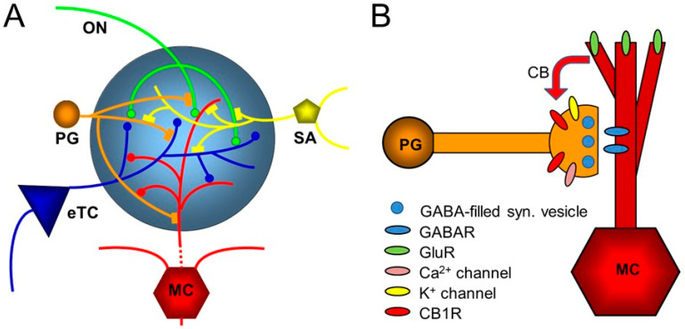 Diagram of the glomerular network. (A) Olfactory nerve (ON) afferents enter the main olfactory bulb through the olfactory nerve laver to synapse with periglomerular cells (PGs), mitral cells (MCs), and tufted cells (of which only external ones, eTCs, are shown) within the glomerular layer. Periglomerular cells inhibit olfactory nerve terminals, external tufted cells, and mitral cells. The processes of short-axon (SA) cells, which are GABAergic and dopaminergic, receive excitatory synaptic input and form extensive interconnections between glomeruli. Mitral cell apical dendrites convey sensory information to deeper layers of the main olfactory bulb. Mitral cells and tufted cells form dendrodenritic synapses with glomerular neuronal processes. (B) Dendrodendritic interactions of mitral cells and periglomerular cells. Cannabinoids are released non-synaptically by mitral and potentially other cells and act on cannabinoid receptors in periglomerular cells to modulate their synaptic release of GABA. Only the apical dendrite of the mitral cell is shown. GABAR—GABA receptor, GluR—ionotropic and metabotropic glutamate receptor. From ref. [20].