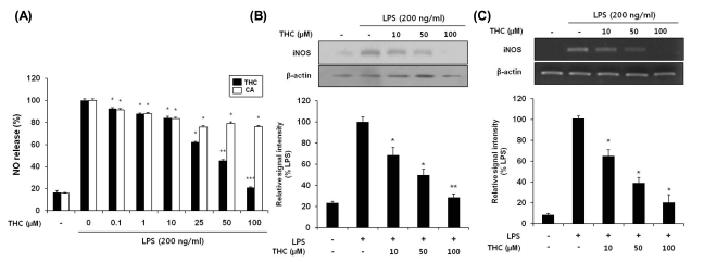 THC inhibited NO production (A) and expression levels of iNOS protein (B) and mRNA (C) in LPS-stimulated BV2 microglial cells. (A) BV2 cells were pretreated with various concentrations of THC for 1 hr before incubation with LPS (200 ng/ml) for 24 hr. The amounts of nitrite in the supernatants were measured using Griess reagent. THC exhibited a significant suppression of LPS- induced NO production in a concentration-dependent manner. (B) The cell lysates were subjected to SDS-PAGE, and then protein levels of iNOS were determined by Western blot analysis. (C) After LPS treatment for 6 hr, total mRNA levels of iNOS were examined by RT-PCR. The β-actin was used as an internal control. Quantification of iNOS production was performed by densitometric analysis (lower). THC significantly suppressed LPS-induced iNOS expression in a concentration-dependent manner. The data are expressed as mean±S.D. (n=3), and are representative of three or more independent experiments. *p<0.05, **p<0.01 and ***p<0.001 indicate statistically significant differences from treatment with LPS alone.