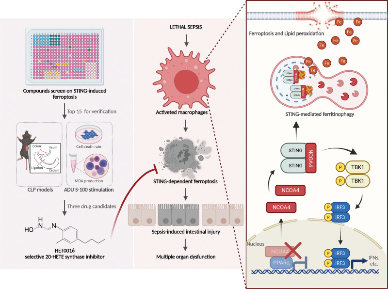 The hypothetical model for STING-regulated macrophage ferroptosis promotes sepsis-induced intestinal injury via its interaction with NCOA4.In sepsis, STING can trigger ferroptosis through direct interaction with NCOA4 to induce ferritinophagy. Mechanistically, the CBD of STING directly binds the CC domain of NCOA4, which further enhances the stability of the STING dimer and lessens the protective effects of NCOA4 as a nuclear coactivator, decreasing the nuclear localization of NCOA4. These lead to macrophage ferroptosis and further promote sepsis-induced intestinal injury. In addition, we identified potential compounds targeting STING-induced ferroptosis, which could mitigate the induction of ferroptosis and STING activation in patients and septic mice. Created with BioRender.com.
