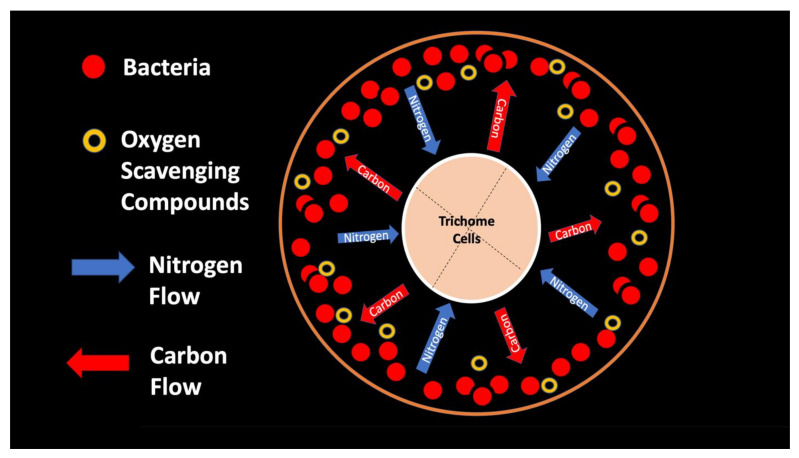 Suggested model of nitrogen transfer in glandular trichomes of Cannabis sativa: Carbon (sugars), produced by photosynthetic trichome stalk cells that bear the trichome head, are secreted (red arrows) from the central trichome cells (tan color) onto bacteria (red color). This stimulates growth and fuels nitrogen fixation by bacteria in the trichome. Trichome cells also secrete oxygen-scavenging compounds (yellow rings; e.g., cannabinoids) to scavenge atmospheric oxygen and reduce the inhibition of nitrogenase by oxygen. Trichome cells harvest nitrogen from bacteria by secreting superoxide onto bacteria, causing them to form wall-less protoplasts (L-forms) and stimulating them to secrete antioxidant nitric oxide (blue arrows), which combines with superoxide to form nitrate that may be absorbed by the central trichome cells.