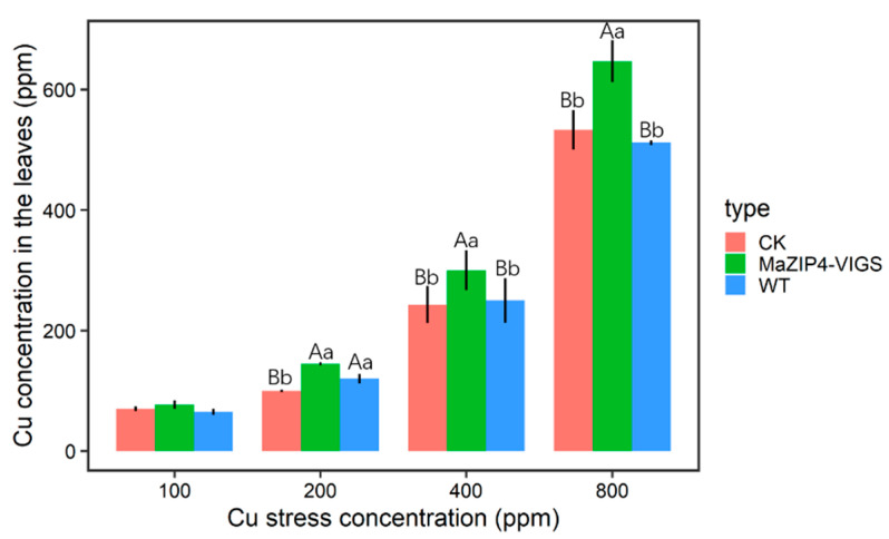 Mean values of Cu concentration in leaves of CK, MaZIP4-VIGS and WT plants under different Cu stress concentrations. Error bars represent the mean ± SD of the three biological replicates. Different lowercase letters above bar represent significant differences (p < 0.05, one-way ANOVA). Different capital letters above bars indicate significant differences (p < 0.001, one-way ANOVA). The same letter or no letter above bars indicates no significant difference.