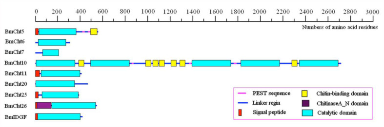 Domain architecture of identified Bombyx mori chitinase proteins. All the sequences contain at least one catalytic domain. The programs Pfam and SMART were used to analyze the identified sequences. High quality figures are available online.