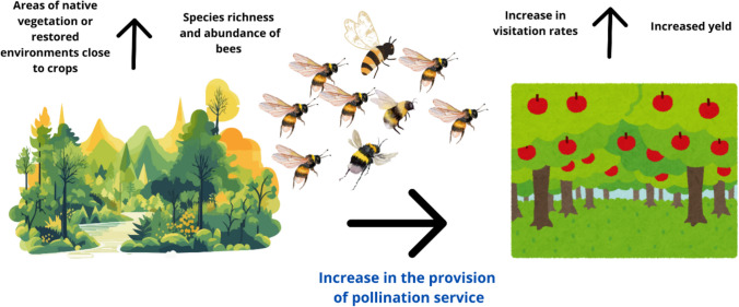 The presence of native vegetation and restored areas near crops increases the availability of nesting sites and trophic resources for bees, increasing species richness and abundance (FAO 2020b). When these areas are close to agricultural crops, the chance of providing pollination services increases, resulting in higher crop productivity. Source: Authors