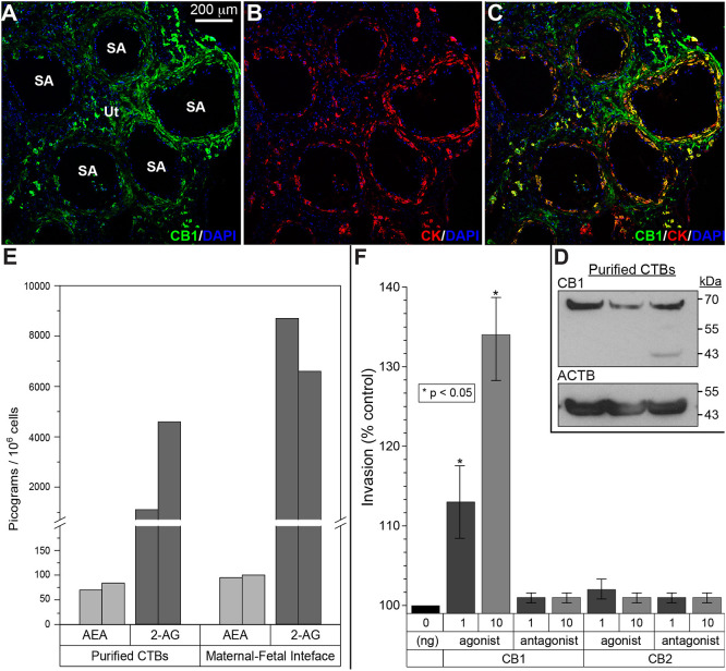 Expression of cannabinoid ligands and receptors at the maternal-fetal interface and the functional consequences. (A-C) Tissue sections were immunostained for CNR1 (CB1) and cytokeratin (CK), a trophoblast marker. Nuclei were localized with DAPI. Each panel was a confocal z-stack maximum intensity projection. Anti-CNR1 specifically reacted with invasive/endovascular CTBs in the walls of uterine (Ut) spiral arteries (SA). Cytotrophoblasts (CTBs) in the cell columns showed variable CNR1 expression, while syncytiotrophoblasts were negative (data not shown). The results shown were representative of the immunostaining observed in a minimum of three biological replicates. (D) Immunoblotting with the same antibody detected a band of the expected molecular weight in CTB lysates. Protein loading was estimated by immunoblotting with anti-actin-β (ACTB). Cells from three placentas were analyzed. (E) Mass spectrometry enabled measuring the absolute amounts of the major mammalian endogenous cannabinoids, anandamide (AEA) and 2-arachidonoylglycerol (2-AG), in isolated CTBs and biopsies of the maternal-fetal interface that included invasive CTBs. The results from replicate samples are shown. (F) Among the CNR1 and CNR2 agonists and antagonists assayed, only a CNR1 agonist had a dose-dependent effect increasing invasion (n=3 biological replicates, *P<0.05, unpaired, two-tailed Student's t-test).
