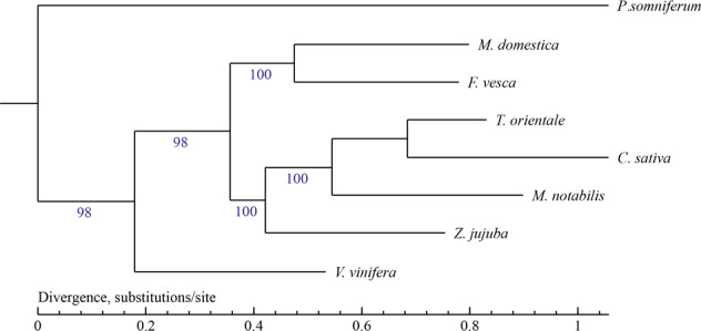 C. sativa phylogenetic tree.The longer the branch length, the longer the divergence time. The closer the branches, the closer the predicted genetic relationship. In general, we considered a bootstrapping value above 85 to represent good support for the result. Numbers above the nodes are bootstrap values