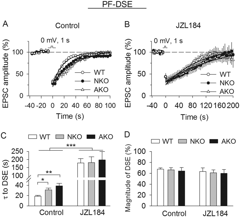 Effects of JZL184 on PF-DSE in cell type-specific MAGL knockout mice.(A,B) Average time courses of PF-DSE in MAGL-NKO, -AKO and WT slices (n = 7–9 cells from N = 3 mice per genotype) in the absence (control) or presence of JZL184. (C) τ of PF-DSE was significantly increased in MAGL-NKO and -AKO slices compared with that in WT slices (*p < 0.05, **p < 0.01). JZL184 significantly prolonged DSE in WT, MAGL-NKO and -AKO slices (***p < 0.001), and there were no differences in the τ of DSE among WT, MAGL-NKO and -AKO slices treated with JZL184 (p > 0.05). (D) The magnitude of PF-DSE was not significantly different in WT, MAGL-NKO and -AKO slices with or without JZL184 (p > 0.05).