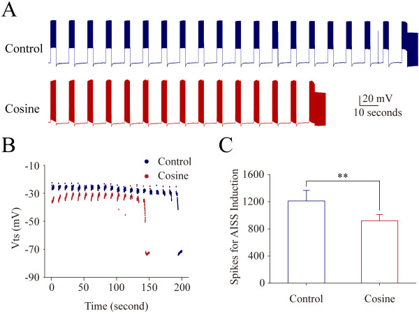 Depolarization pulses in the pattern of cosine waves accelerate AISS induction at hippocampal GABAergic neurons. Cosine waveforms include depolarization and hyperpolarization. AISS is induced under the control and subsequent cosine waveforms after the first round of AISS disappears for 6 minutes, a time interval similar to Figure 1. A) shows AISS induction under the control (top trace) and the cosine (Cos) waveforms (bottom trace). Calibration bars are 20 mV and 10 seconds. B) illustrates the dynamical changes in threshold potentials under the control (blue symbols) and cosine waveforms (red symbols). C) shows the number of spikes needed for AISS onset under the control (blue bar) and cosine waveforms (red bar; asterisk, p < 0.01, n = 8).