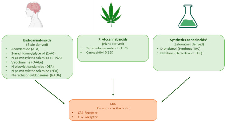 The three types of cannabinoids that interact with the endocannabinoid system. The phytocannabinoids THC and CBD and synthetic cannabinoids dronabinol and nabilone are included in CBMPs and in CBCPs. An exhaustive list of phytocannabinoids is available in reference [6]. Illustration created using https://BioRender.com (accessed 14 January 2025) based on information from [7]. * This list of synthetic cannabinoids does not include recreational synthetic cannabinoids as it is not part of the scope of this paper. The synthetic cannabinoids included in the figure are those used in CBMPs.