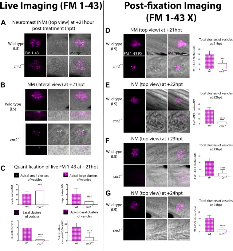 Live (A–C) and post-fixation (D–G) imaging in wildtype and mutant NMs after FM 1-43X treatment to visualize endocytic vesicular trafficking. (A) Top views and (B) lateral views of NMs of the pLL (L5) at +21 hpt in wildtype (top row) and cnr2upr1/upr1(bottom row). Respective inserts below each panel show the magnified basal compartments of the HCs. (C) Quantification of FM-43 residual staining at +21 hpt in wildtype (checkered bars) and cnr2upr1/upr1 (open bars) of apical small clusters (top left graph), apical large clusters (top right graph), basal clusters (bottom left graph) of vesicles, and% of apical and basal stained HCs/total HCs (bottom right graph). (D–G). Top views of NMs of the pLL in wildtype (top panels) and cnr2upr1/upr1 (bottom panels), showing the vesicular distribution of FM 1-43X with the respective quantification o number of clusters of vesicles/NM (right graphs), at +21 hpt (D), +22 hpt (E), +23 hpt (F), and +24 hpt (G). Scale bars: = 20 microns in panels (A,D), and = 10 microns in panel (B). Significance is represented ***p < 0.003 and ****p < 0.0001.