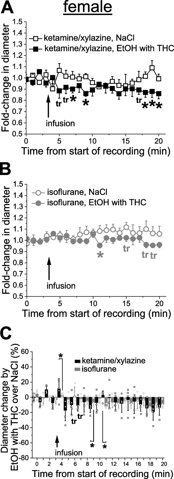 Effect of simultaneous administration of alcohol with THC on pial arteriole diameter under different anesthetics in female rats. A Averaged fold-change in female pial arteriole diameter as a function of time following carotid artery infusion of 0.9% NaCl (saline) under KX anesthesia (n = 4) or 50 mM EtOH with 42 nM THC under KX (n = 5). Asterisks (*) reflect statistically significant difference between saline and 50 mM EtOH with 42 nM THC groups with 0.021 ≤ p ≤ 0.0317 by 1-tail Mann–Whitney test. tr: statistical trend with 0.05 ≤ p ≤ 0.10 by 1-tail Mann–Whitney test. B Averaged fold-change in female pial arteriole diameter as a function of time following carotid artery infusion of 0.9% NaCl under isoflurane (n = 4), and 50 mM EtOH with 42 nM THC under isoflurane (n = 4). Asterisk depicts statistically significant differences with p = 0.0285 by 1-tail Mann–Whitney test. tr: statistical trend with 0.05 ≤ p ≤ 0.10 by 1-tail Mann–Whitney test. C Scattered graph showing effect of simultaneous application of 50 mM EtOH with 42 nM THC on male pial cerebral arteriole diameter in female rats under ketamine versus isoflurane anesthesia. Each datapoint within each group was normalized to averaged effect of 0.9% NaCl at the same time-point within respective group. Asterisks (*) reflect statistically significant difference between isoflurane and ketamine groups with 0.021 ≤ p ≤ 0.0317 by 1-tail Mann–Whitney test. tr: statistical trend with 0.008 ≤ p ≤ 0.0365 by 1-tail Mann–Whitney test