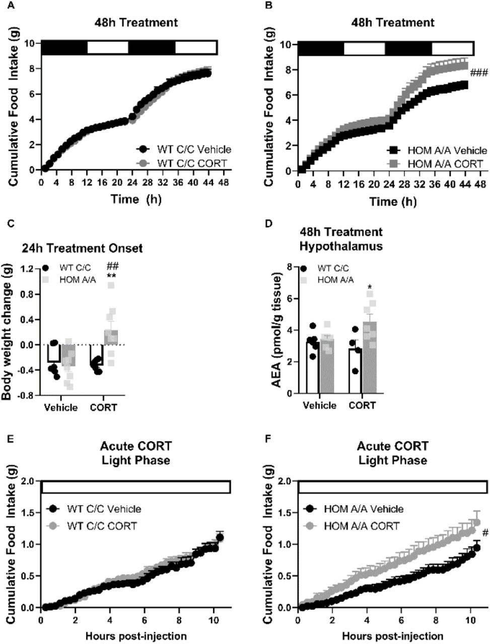 FAAH A/A mice are hyperresponsive to the immediate orexigenic effects of CORT.(A – B) Within the first 48 h of treatment onset, CORT exposure (25 µg/ml in drinking water) had no effect on cumulative food intake in FAAH C/C (WT) mice (treatment: F(1, 57.970) = 0.600, p = 0.442) whereas it significantly increased food intake in FAAH A/A (HOM) mice (treatment: F(1, 55.289) = 17.202, p < 0.001). (C) Within 24 h of treatment onset, CORT exposure led to weight gain exclusively in FAAH A/A mice (treatment x genotype: F(1, 26) = 10.06, p = 0.004 plus Bonferroni post hoc testing). (D) Likewise, hypothalamic AEA levels were increased from 48 h CORT treatment exclusively in FAAH A/A mice (treatment x genotype: F(1, 20) = 4.177, p = 0.054 plus Bonferroni post hoc testing). (E – F) Acute CORT (3 mg/kg, single i.p. injection) again had no effect on cumulative food intake in FAAH C/C mice (treatment: F(1, 20.236) = 0.482, p = 0.495) yet increased light phase food intake in FAAH A/A mice (within the initial 10 h following CORT injections) (treatment: F(1, 14.720) = 4.729, p = 0.046). For panel A: n = 9 per group. For panel B, n = 10 HOM-vehicle; n = 11 HOM-CORT. For panel C, n = 7 WT-vehicle; n = 7 WT-CORT; n = 8 HOM-vehicle; n = 8 HOM_CORT. For panel D, n = 7 WT-vehicle; n = 4 WT-CORT; n = 6 HOM-vehicle; n = 7 HOM-CORT. For panel E n = 8 per group. For panel F: n = 8 HOM-vehicle; n = 7 HOM-CORT. Data are presented as means ± SEM. Panels A – B and E – F were analyzed by linear mixed models with repeated measures. Panels C – D were analyzed by 2-way ANOVAs. Pound signs denote significant treatment effect. Asterisks denote significant genotype effect. *P < 0.05, **P < 0.01, #P < 0.05, ##P < 0.01, ###P < 0.001.