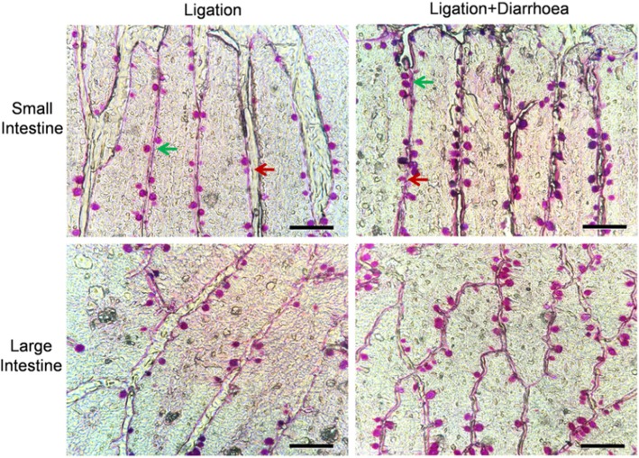 Photomicrographs of intestinal tissue stained with Alcian Blue/Schiff’s reagent to visualize goblet cells. Images are representative of mice treated with saline (Ligation groups) and senna leaf (ligation + diarrhea groups) with arrows indicating non-cavitated goblet cell (green arrow) and cavitated goblet cell (red arrow) secreting mucin. All bars are 100 μm