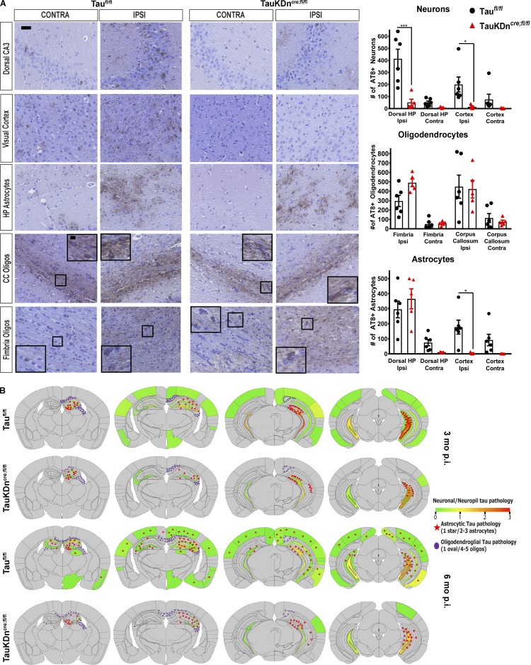 Tau pathology propagation in TauKDncre;fl/fl mice. (A) Left: AT8 IHC of CBD-injected Taufl/fl mice (n = 6) and TauKDncre;fl/fl mice (n = 5) 6 mo p.i. Scale bars, 50 µm; inset, 10 µm. Right: Quantification of AT8+ neurons, oligodendrocytes, and astrocytes. Ipsi, ipsilateral; Contra, contralateral; CC, corpus callosum. Mean ± SEM plotted. One-way ANOVA with Bonferroni post hoc test: neurons, P = 0.0001; oligodendrocytes, P = 0.0001; astrocytes, P = 0.0001; post hoc: *, P < 0.05, ***, P < 0.001. Two independent experiments. (B) Heatmaps of neuronal tau pathology on a scale of 0 (gray) to 3 (red) of coronal sections of Taufl/fl and TauKDncre;fl/fl mice 3 and 6 mo p.i. Astrocytic tau aggregates in red stars and oligodendroglial tau inclusions in purple ovals.
