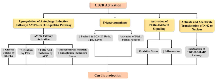 CB2 receptor protects the myocardium via induction of autophagy, and activation of PI3K/Akt/Nrf2 signaling. ACC: acetyl-CoA carboxylases; Akt: protein kinase; AMPK: AMP-activated protein kinase; CB2R: CB2 receptor; GLUT-4: glucose transporter type 4; mTOR: mammalian target of rapamycin; Nrf2: nuclear factor erythroid 2-related factor 2; PFK: phosphofructokinase; p70S6K: 70-kDa ribosomal protein S6 kinase; PI3K: phosphoinositide 3-kinase; TGF-β1: transforming growth factor beta-1.
