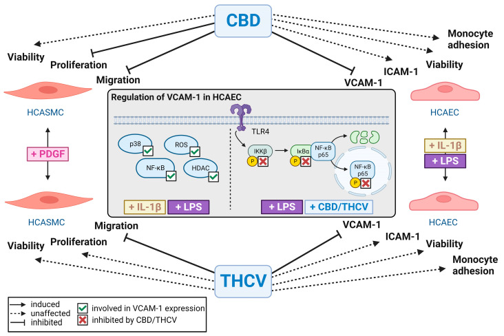 Summary of the effect of CBD and THCV on proatherosclerotic and proinflammatory properties of HCASMC and HCAEC (Created with BioRender.com, accessed on 18 August 2023). Common abbreviations used have been explained in the manuscript when first mentioned.