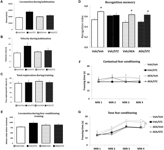 Performance of Wistar rats icv-treated with AEA and/or STZ (Veh/Veh, Veh/STZ, AEA/Veh, and AEA/STZ) in ambulatory (A,B), exploratory (C), and memory (D) parameters in the NOR task carried out 30 days after the drug treatments, and in the CFC (E) and TFC (F) 34 days after treatment. (A) Traveled distance (in cm) and (B) velocity (in cm/s) during the habituation session, represented as means ± S.E.M. (n = 7–10 animals per group). No differences were detected between groups (one-way ANOVA). (C) Total time exploring objects (A,B) during the training and testing phases, represented as means ± S.E.M. (n = 13–14 animals per group). No differences were detected between groups (repeated measures ANOVA). (D) Recognition index in the training (first bar of each pair) and in the test (second bar of each pair) (represented as means ± S.E.M. (n = 13–14 animals per group). ∗p < 0.05, training is different from test (repeated measures ANOVA, followed by Duncan’s post-test). (E) Shows the average motion index during 2 min of habituation in the CFC training, before the delivery of the footshock, presented as means ± S.E.M. (n = 12–17 animals per group). No differences were found between groups (repeated measures ANOVA). (F) Shows the freezing time during 4 min in the CFC test, 24 h after training, presented as means ± S.E.M. (n = 12–17 animals per group). No differences were found between groups (repeated measures ANOVA). (G) Freezing time during 4 min in the TFC test, presented as means ± S.E.M. (n = 12–17 animals per group). Freezing time of both groups treated with STZ was decreased. $p < 0.05, Veh/STZ and AEA/STZ are different from Veh/Veh and AEA/Veh (repeated measures ANOVA, followed by Duncan’s post-test).