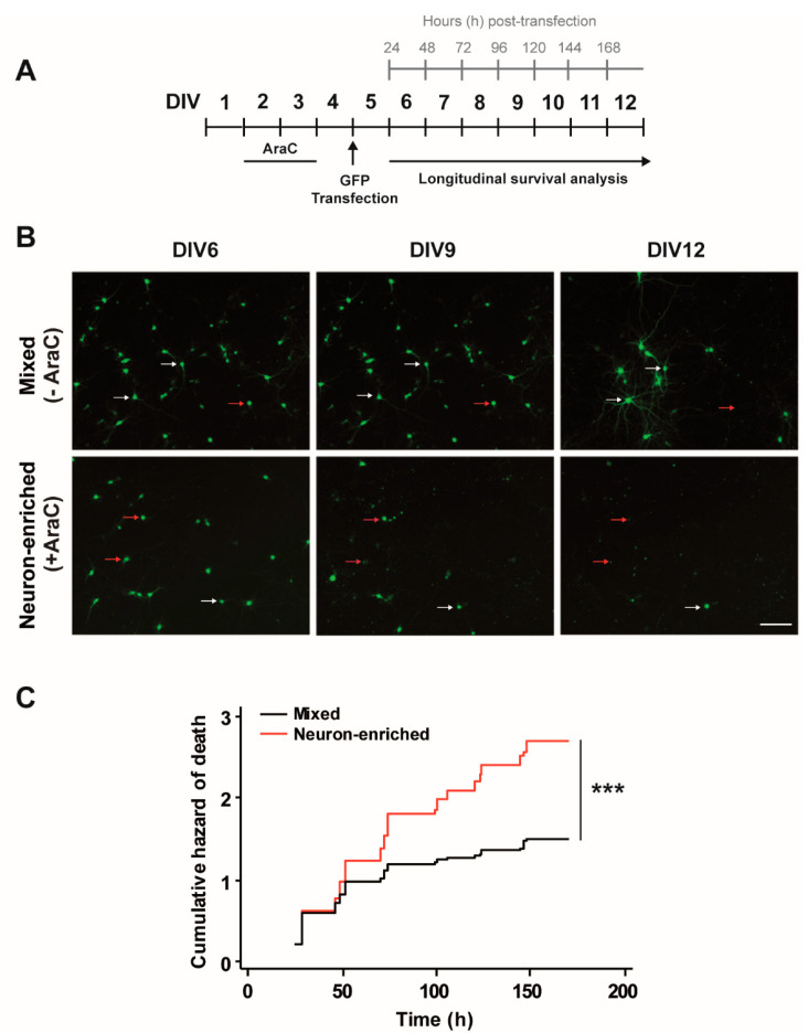 Glial cells are necessary for neuronal survival. (A) Diagram showing the experimental design. Rat primary cortical cultures were prepared and 10 μM AraC was added at DIV2 for 48 h to prevent cell proliferation. DIV5 neurons were transfected with GFP and their fate was followed until DIV12. Image acquisition was performed every 24 h after transfection. Red arrows point out to neurons that die along the experimental time whereas white arrows point out to neurons that survive until the end of the experiment. (B) Longitudinal monitoring by automated microscopy of individual rat cortical neurons transfected with GFP in the presence and absence of AraC. Magnification bar: 100 μm. (C) Cumulative hazard estimates of GFP-transfected neurons from mixed (−AraC) and enriched (+AraC) neuronal cultures. Log-rank test, mixed = 1549 and neuron-enriched = 679 neurons respectively from three independent experiments, *** p < 0.001.