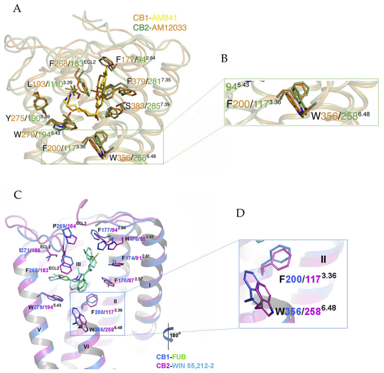 (A) Binding pocket of human CB1-Gi complex bound to agonist AM841 and human CB2-Gi complex bound to agonist AM12033. Orange cartoon, CB1 structure; green cartoon, CB2 structure; yellow sticks, AM841; orange sticks, AM12033. (B) Comparison of the “toggle switch” residue conformation in human CB1, orange cartoon; and in human CB2, green cartoon. (C) Binding pocket of human CB1-Gi complex bound to agonist FUB and human CB2-Gi complex bound to agonist WIN 55,212-2. Marine cartoon, CB1 structure; purple cartoon, CB2 structure; green sticks, FUB; cyan sticks, WIN 55,212-2. (D) Comparison of the “toggle switch” residue conformation in human CB1, marine cartoon; and in human CB2, purple cartoon. (A) and (B) are derived from Hua et al. [29], (C) and (D) are derived from Xing et al. [28].