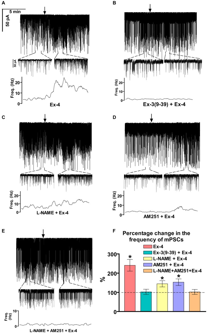 Effect of Exendin-4 (1 μM) on the miniature postsynaptic currents (mPSCs) in GnRH neurons of male mice. (A) Exendin-4 increased the frequency of the mPSCs with no change in the average amplitude. One-minute-long periods of the recording before and after application of Exendin-4 are drawn under the recording. The time course of frequency depicted under the zoomed periods shows change in the frequency. (B) Effect of Exendin-4 on the mPSCs was abolished by the pretreatment with Exendin-3(9–39). The zoomed periods and the frequency distribution graph confirm this observation. (C) Effect of Exendin-4 was eliminated only partially when the slice was pretreated with the nitric oxide-synthase (NOS) inhibitor Nω-Nitro-L-arginine methyl ester hydrochloride (L-NAME). (D) Similar partial inhibition was observed in the case of pretreatment with cannabinoid receptor type-1 (CB1) antagonist 1-(2, 4-dichlorophenyl)-5-(4-iodophenyl)-4-methyl-N-(1-piperidyl)pyrazole-3-carboxamide (AM251). (E) Full blockade could be accomplished by simultaneous blocking of the NO- and endocannabinoid signaling mechanisms. (F) Bar graph reveals that Exendin-4 significantly elevated the frequency of mPSCs. Full inhibition could be achieved by antagonizing the GLP-1R, whereas blockade of either the NO or the endocannabinoid system results in partial inhibition only. Arrows show the onset of Exendin-4 administration. *p < 0.05.