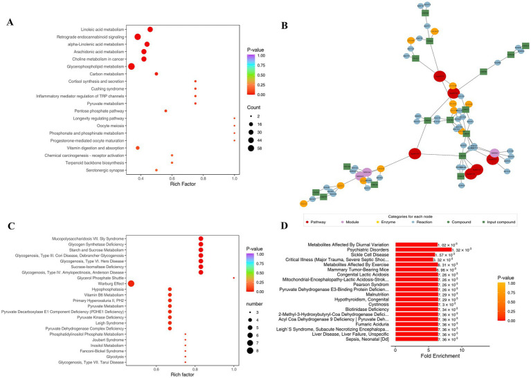 Panel A shows a bubble plot of metabolic pathways with rich factor on the x-axis, pathway names on the y-axis, and bubble size representing metabolite count while color indicates p-value. Panel B displays a network diagram linking pathways (red), modules (purple), enzymes (yellow), reactions (orange), compounds (blue), and input compounds (green) with nodes and connecting edges. Panel C features a bubble plot of diseases and metabolic conditions, with rich factor on the x-axis, condition names on the y-axis, bubble size for affected metabolites, and color for p-value. Panel D presents a horizontal bar chart of enriched metabolites or conditions, with fold enrichment on the x-axis, condition names on the y-axis, and bar color indicating p-value.