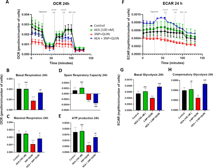 Effects of AEA (6 h of treatment) on markers of alterations in mitochondrial function (OCR and ECAR) in 3NP + QUIN (24 h) exposed neuronal cells. OCR (in A) and ECAR (in F) were measured using the Seahorse Bioscience Extracellular Flux Analyzer. Dashed lines indicate incubation of cells with the indicated compounds. Using the OCR and ECAR data, graphs of basal respiration (B), maximal respiration (C), spare respiratory capacity (D) and ATP production (E), as well as basal glycolysis (G) and compensatory glycolysis (H) were obtained. All data are presented as means ± SD. Statistical significance was calculated by one-way ANOVA followed by Bonferroni’s multiple comparisons test. (*) Denotes differences vs. the control. (#) Denotes differences from 3NP + QUIN. * p = 0.0231, # p = 0.0112, **,## p = 0.0026, ***,### p ≤ 0.0001