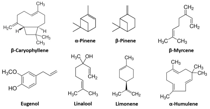 Most represented terpene molecules in literature.