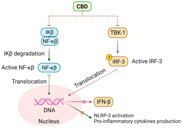 CBD inhibits NF-kB and IFN-β signaling. CBD prevents IκB degradation, reducing NF-kβ activation and translocation, which blocks the translation of several inflammatory proteins, including the NLRP-3 inflammasome priming and the consequent pro-inflammatory cytokine production. CBD also inhibits TBK-1 activation and IRF-3 phosphorylation and activation. Finally, as IRF-3 translocation to the nucleus is inhibited, the expression of IFN-β is reduced [4,90,91,92,93].