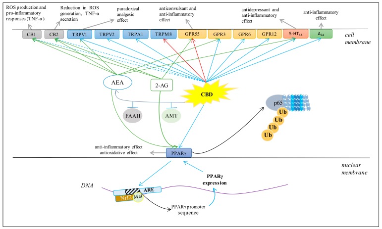 Major effects of CBD on several membrane receptors (AEA, anandamide; 2-AG, 2-arachidonoylglycerol; FAAH, fatty acid amide hydrolase; AMT, AEA membrane transporter; ROS, reactive oxygen species; Ub, ubiquitin; p65, transcription factor NF-κB; Nrf2, nuclear factor erythroid 2-related factor 2; ARE, antioxidant response elements. Blue arrows indicate agonist activity; red arrows indicate antagonist activity; dashed blue arrows indicate weakly agonistic activity; green arrows indicate endocannabinoid agonist activity; grey arrows indicate chemical and biological effects).