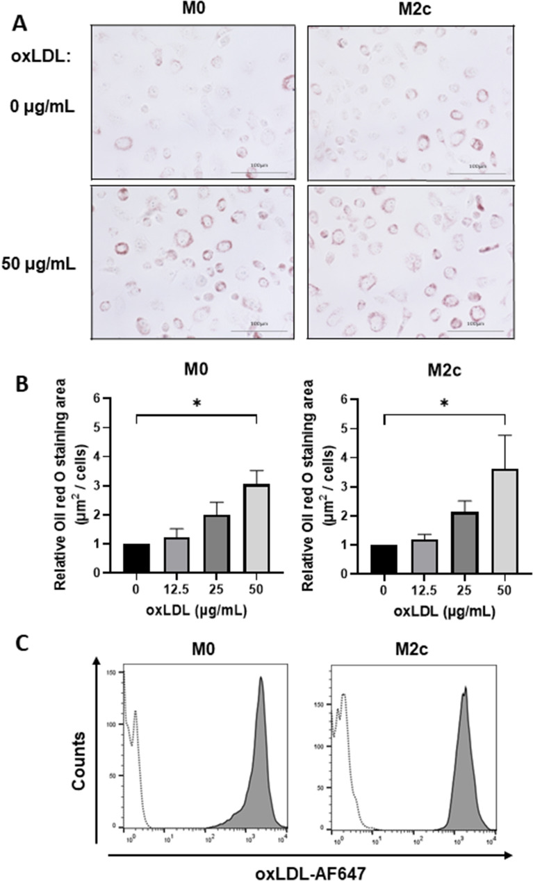 oxLDL uptake induces foam cell formation in M0 and M2c macrophages. (A,B) oxLDL uptake in macrophages was determined based on ORO staining. Cells were observed under light microscopy (40× objective lens), and ORO-stained areas were analyzed. Stained areas in M0 and M2c macrophages were normalized to ORO-stained cell number (A), and representative images are shown (B). Bars represent mean ± SEM from five independent experiments. (C) Alexa Fluor 647-conjugated oxLDL uptake in M0 and M2c macrophages was analyzed by flow cytometry, and representative histograms from three independent experiments are shown. Dotted and solid lines: oxLDL treatments at 0 and 50 µg/mL, respectively.