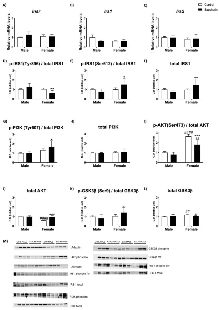 Composite scientific figure showing bar graphs and western blot results from a study comparing control and saccharin treatment in male and female subjects. Panels A–L present quantitative data on mRNA and protein levels or phosphorylation states of Insr, Irs1, Irs2, IRS1, PI3K, AKT, and GSK3β, with statistical differences indicated by asterisks or symbols. Panel M displays representative western blots for the aforementioned proteins and phosphorylation sites, separated by gender and treatment group.