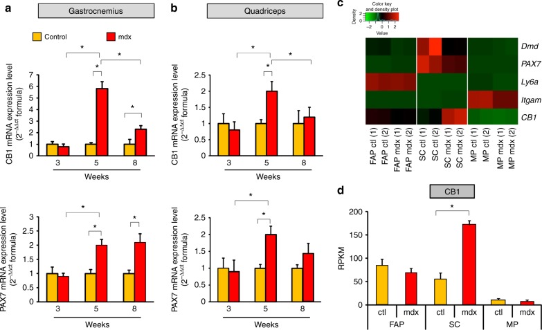 CB1 and PAX7 gene expression in dystrophic skeletal muscles and cells. a, b Time course of CB1 and PAX7 mRNA expression levels in gastrocnemius (a) and quadriceps (b) muscle of control (dark yellow columns) and mdx (red columns) mice of 3 (n = 8), 5 (n = 8), and 8 (n = 8) weeks of age. The quantification of transcripts for CB1 and PAX7 was performed by quantitative real-time PCR. c Heatmap representation of selected genes obtained from RNA-seq analysis in fibroadipogenic (FAP), satellite (SC), and macrophage (MP) cells isolated from 8-week-old control (n = 4) and mdx (n = 4) mice. Red, upregulated; green, downregulated. d Bar graph showing RPKM (Reads Per Kilobase of transcript per Million mapped reads) normalized values for the CB1 gene obtained from RNA-seq analysis in isolated FAP, SC, and MP cells. Each bar is the mean ± SEM of the independent determinations. *P ≤ 0.05 vs. control animals or cells, determined by Student’s t test